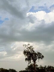 tree in the clouds