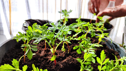 Planting marigold flowers in pot. Reproduction of plants in spring. Young flower shoots and greenery for garden. The hands of an elderly woman, a bucket of earth and green bushes and twigs with leaves