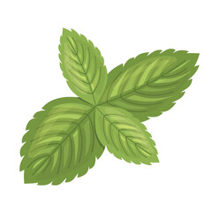 fresh mint leaves; perfect for adding a refreshing touch to culinary compositions or herbal-themed designs; food blogs, recipe cards- vector illustration