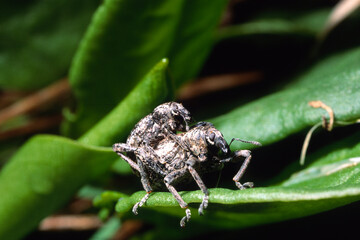 Long-legged Weevil (Curculionidae) mating. Sardinia, Italy.