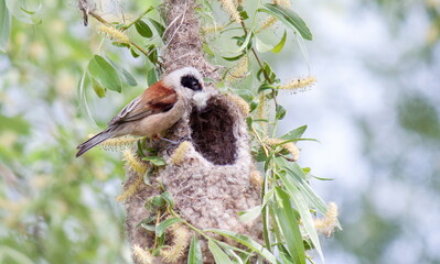 a bird