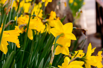 Daffodils in the garden. Many daffodils in a flowerbed illuminated by the sun.