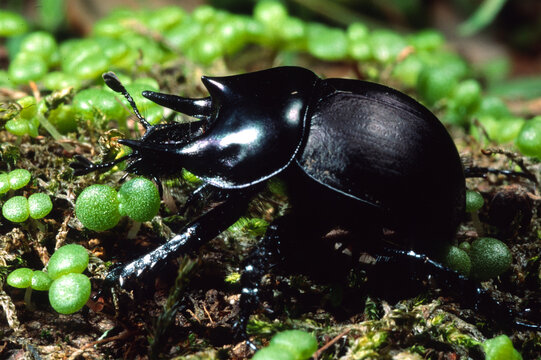 Minotaur beetle Typhoeus (Chelotrupes) hiostius Sardinia, Italy