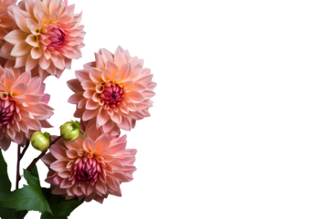 Dahlia flowers isolated on transparent background, Top view flat lay. Valentine's, womens, mothers day, birthday or wedding concept. PNG, cutout.