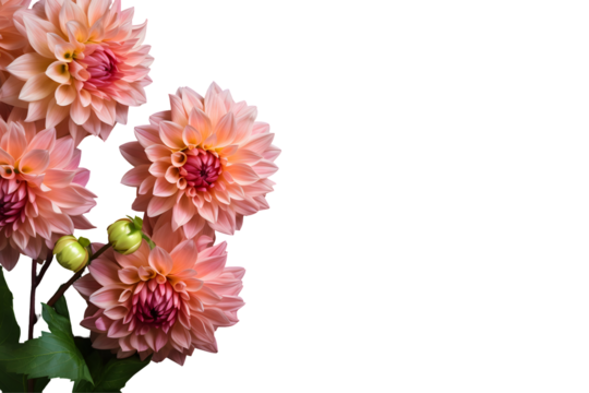 Dahlia flowers isolated on transparent background, Top view flat lay. Valentine's, womens, mothers day, birthday or wedding concept. PNG, cutout.