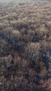 Brown trees in forest. Flight over the forest without leaves. Naked trees with no leaves. Nature background. Top aerial view. Vertical video