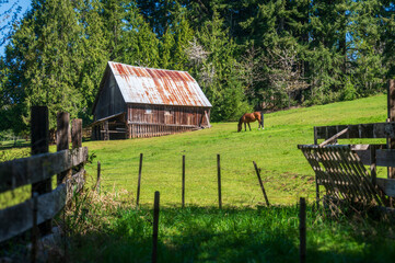 Rural farm pasture with a horse grazing and an old barn in the background. Lovely serene view of farmland surrounded by an evergreen forest, a rustic barn and an old wooden fence. 
