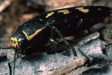Pine buprestid beetle, Flat headed woodborer (Buprestis novemmaculata) Buprestis (Buprestis)...