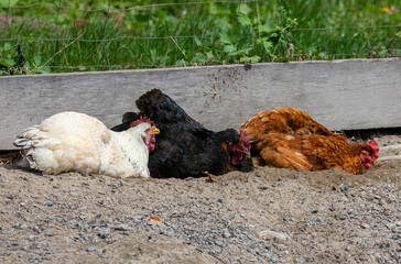 Chickens bathing in dust to remove parasites