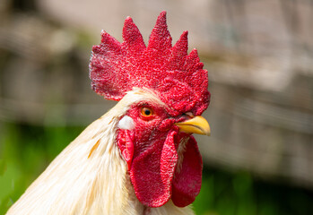 Close-up with the portrait of a white rooster with a red crest