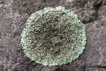 Close-up of a lichen Phaeophyscia endococcinoides on a stone