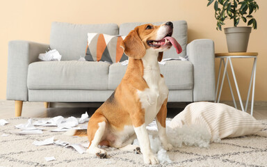 Naughty Beagle dog with torn pillow sitting in messy living room