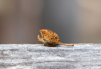 Close-up with a beech fruit on a plank