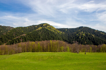Natural landscape from Transylvania - Romania with a green field and forested hills in spring