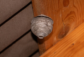 Close-up with a small wasp nest