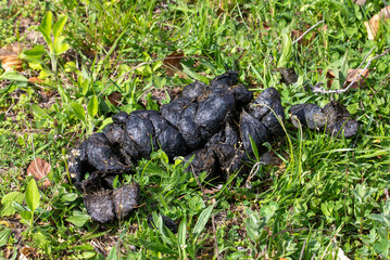 Close-up of wild boar droppings on the grass