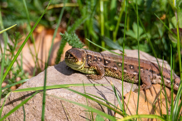 Close-up with a Lacerta agilis lizard in the natural environment