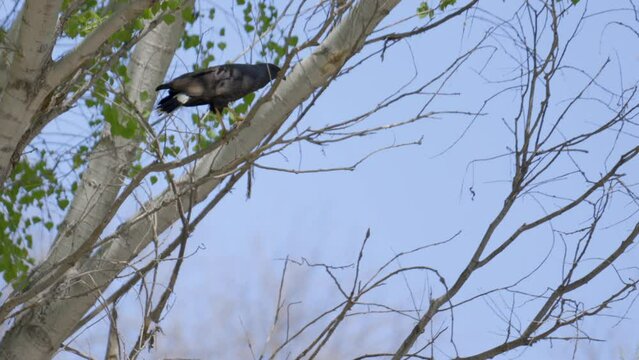 Common Blackhawk Falling Out of a Tree
