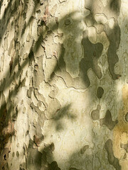 Sycamore tree beautiful bark in late spring and early summer. Platanus orientalis detailed close-up...