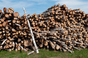 Large stack of birch logs lies on green grass