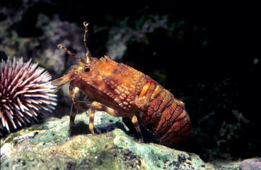 Lesser Locust Lobster Scyllarus arctus, Magnosella (Scyllarus arctus). Cicala di mare. Alghero. Capo Caccia Sardinia, Italy - obrazy, fototapety, plakaty