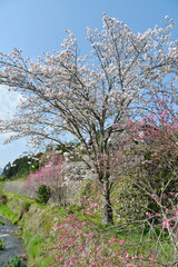 春の京都大原　菜の花畑　京都市左京区