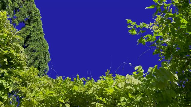 Branch frame with green leaves of wisteria, mulberry and pine on blue screen croma key