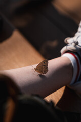 Butterfly on leg