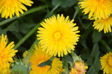 Close up of blooming yellow dandelion flowers Taraxacum officinale in garden on spring time. Detail of bright common dandelions in meadow at springtime. Used as a medical herb