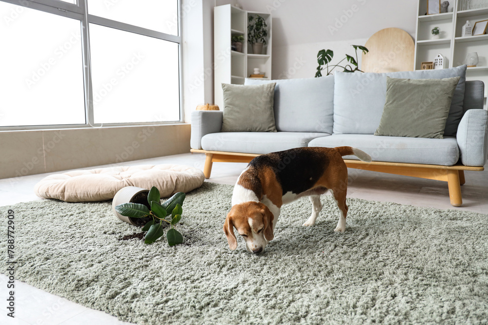 Canvas Prints Naughty Beagle dog with fallen flowerpot on green carpet at home