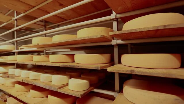Artisanal cheese aged on wooden shelves in a cheese cave