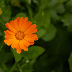 An orange flower blooms, with space for text
