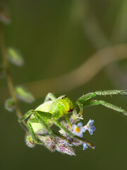 Araneus uniformis