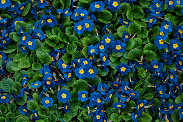 Beautiful floral background of blue forest violets. Spring. Fauna background. Summer and spring fantasy flower background.