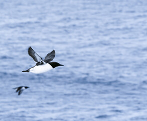  guillemot  in flight