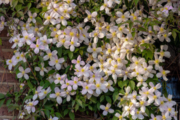 Selective focus of white pink flowers in the garden, Anemone clematis climbing on the brick wall,...