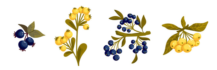 A set of ripe forest, wild berries. Vector graphics.