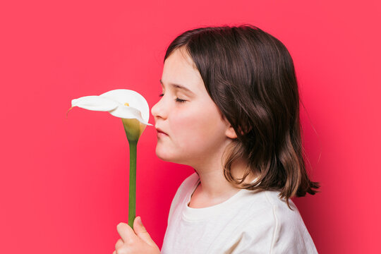 Child smelling a white calla lily flower on pink background