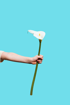 Hand holding a single calla lily against a blue background