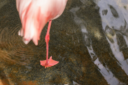 Close-up of flamingo leg and rippling water