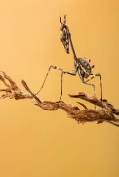 Empusa pennata perched on dry plant stalk