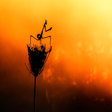 Silhouette of empusa pennata at sunset