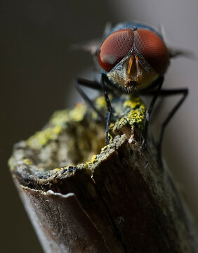 Close-up of a fly perched on wood