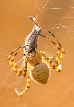 Close-up of a tiger spider weaving its web