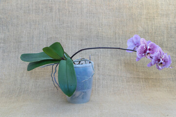 Phalaenopsis in a transparent poy, on a linen background, a purple and white colored orchid with...