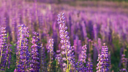 Field of blooming purple lupine background