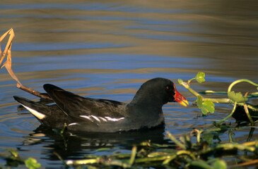Gallinella d'acqua, Moorhen, (Gallinula chloropus), swimming, Cabras (Oristano). Sardinia,...