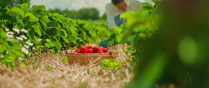 A person picks strawberries in a bright, sunlit field. Amidst the foliage, ripe berries fill a woven basket, suggesting a harvest.