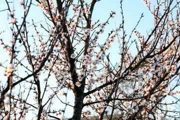 Beautiful blossoming tree branches outdoors on blue sky background