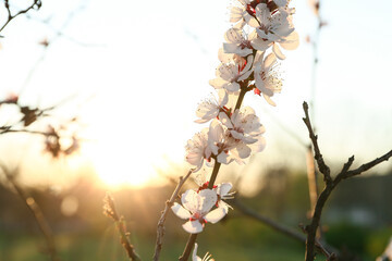 Beautiful blossoming tree branch outdoors on sunny spring day, closeup